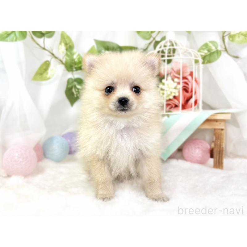 成約済の滋賀県のポメラニアン-429124の4枚目