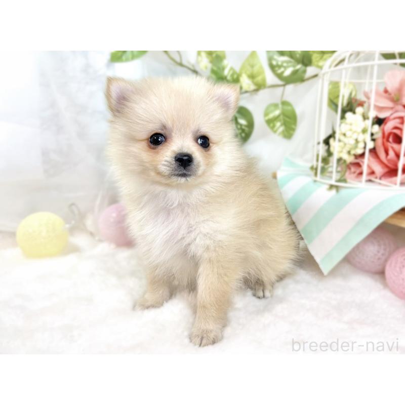 成約済の滋賀県のポメラニアン-429124の3枚目