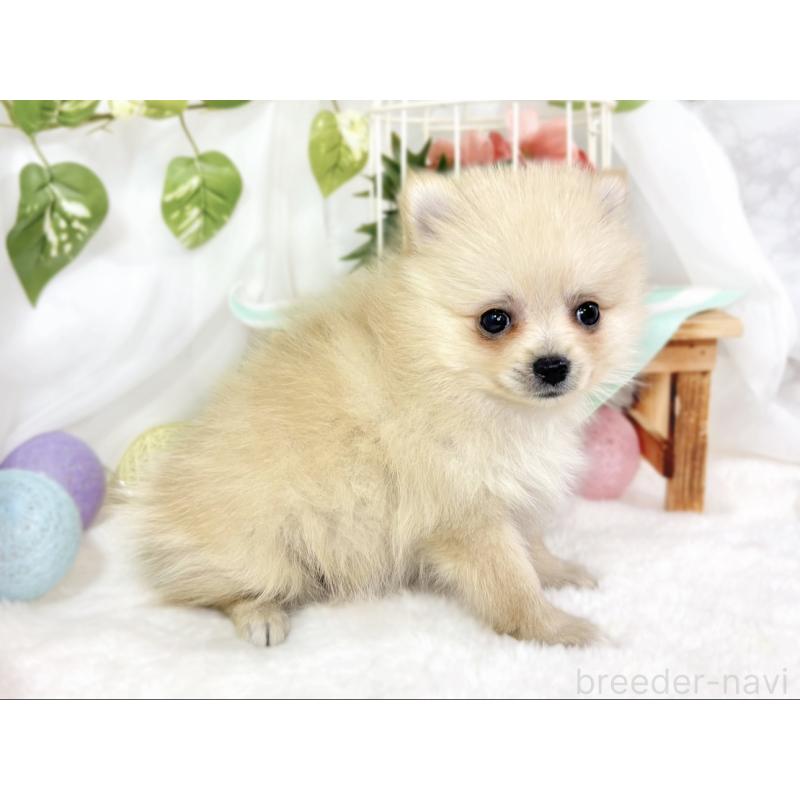 成約済の滋賀県のポメラニアン-429124の2枚目