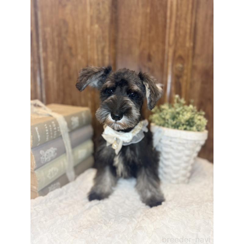 販売中の茨城県のミニチュアシュナウザー-418752の8枚目