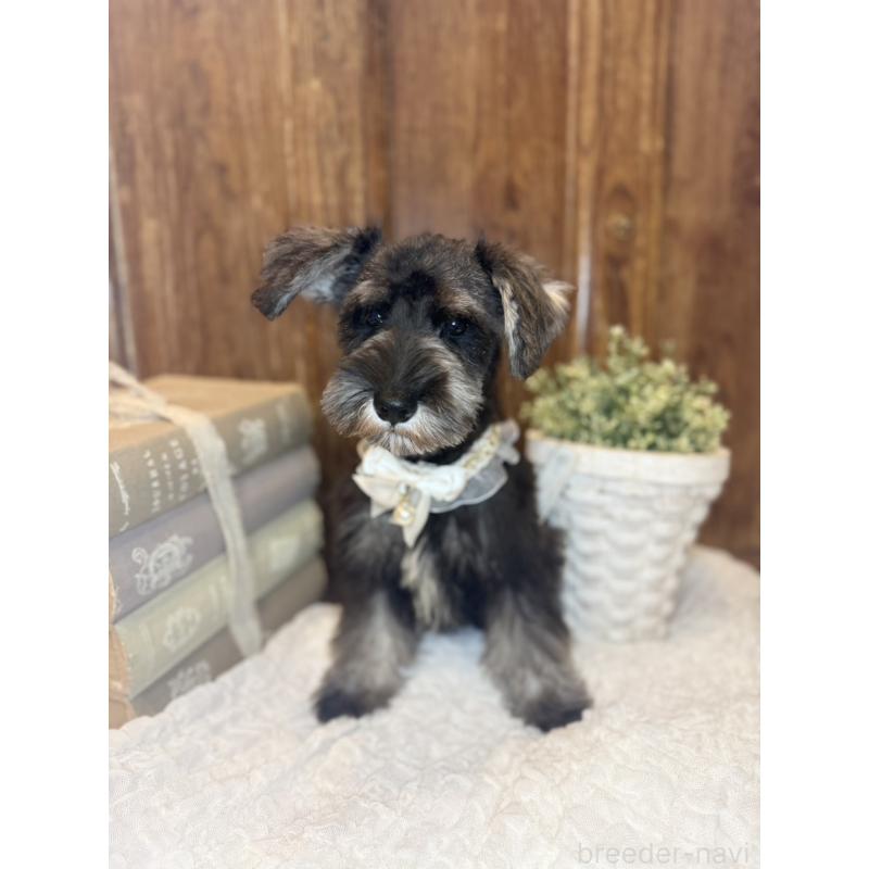 販売中の茨城県のミニチュアシュナウザー-418752の7枚目