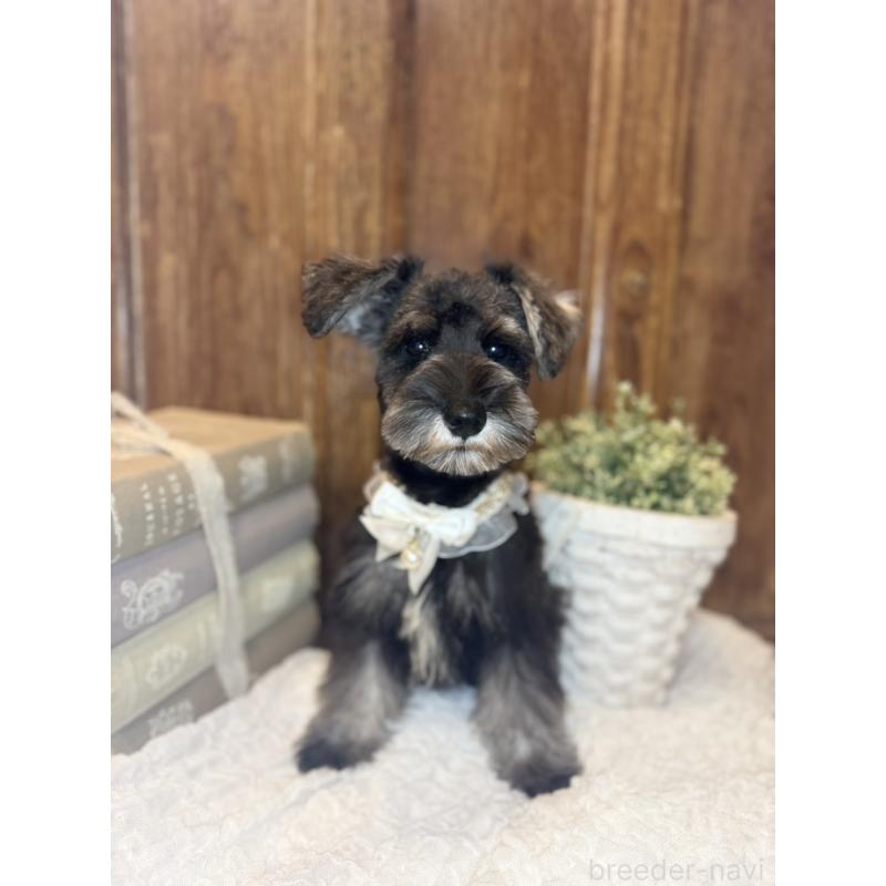 販売中の茨城県のミニチュアシュナウザー-418752の6枚目