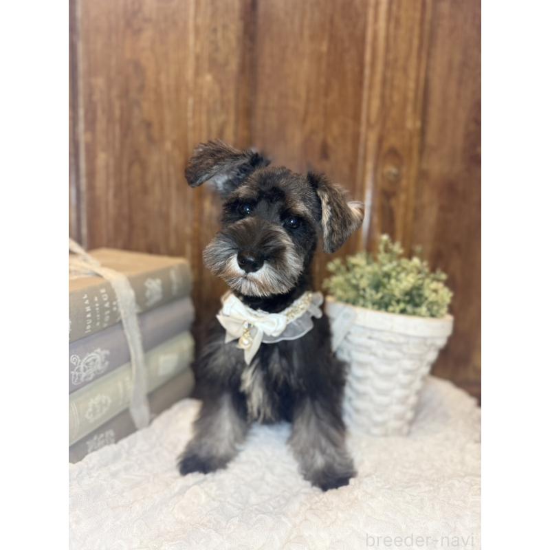 販売中の茨城県のミニチュアシュナウザー-418752の5枚目