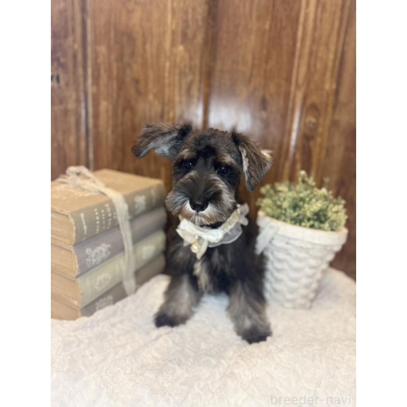 販売中の茨城県のミニチュアシュナウザー-418752の4枚目