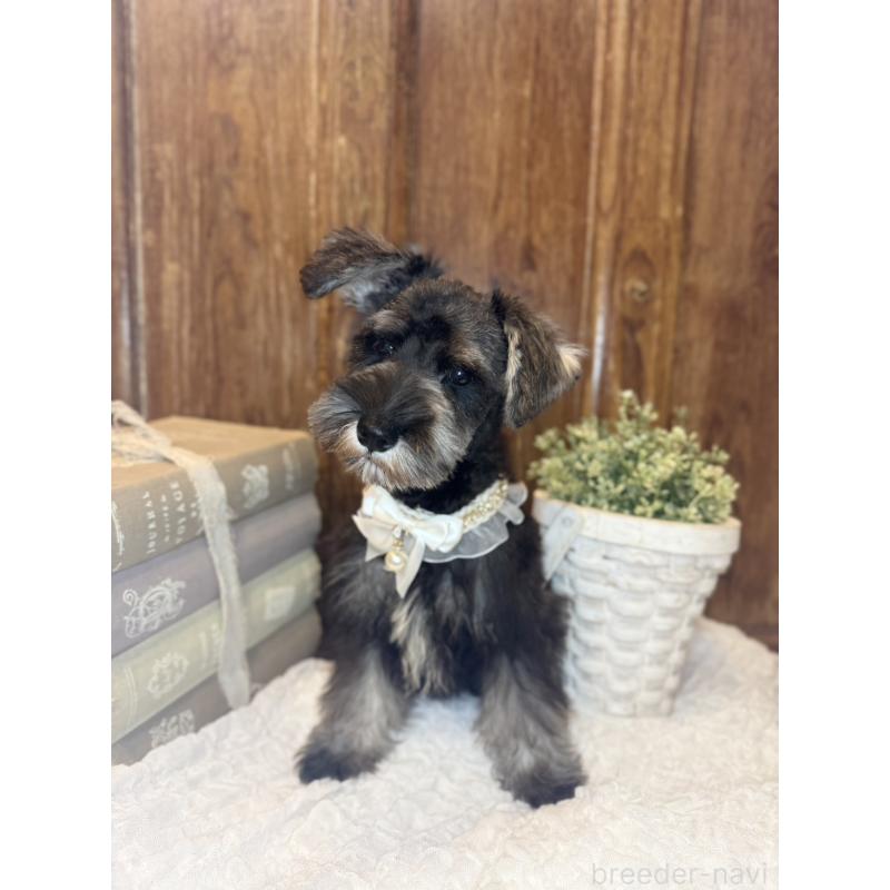 販売中の茨城県のミニチュアシュナウザー-418752の3枚目