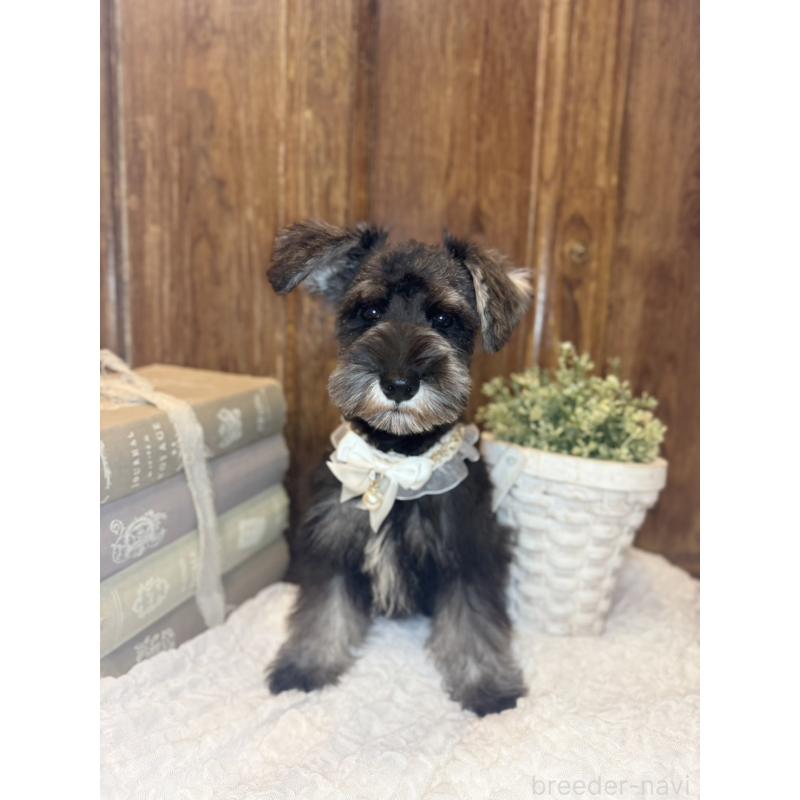 販売中の茨城県のミニチュアシュナウザー-418752の2枚目