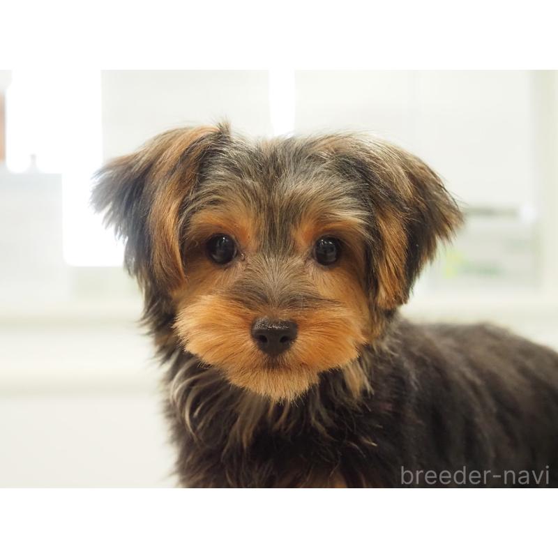 成約済の愛知県のヨークシャーテリア-425685の8枚目