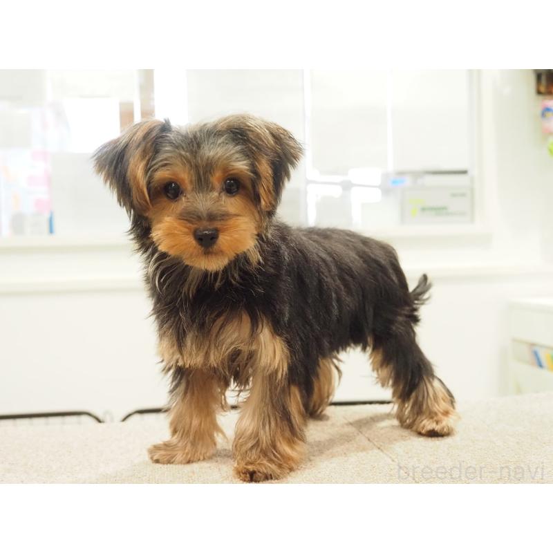 成約済の愛知県のヨークシャーテリア-425685の7枚目