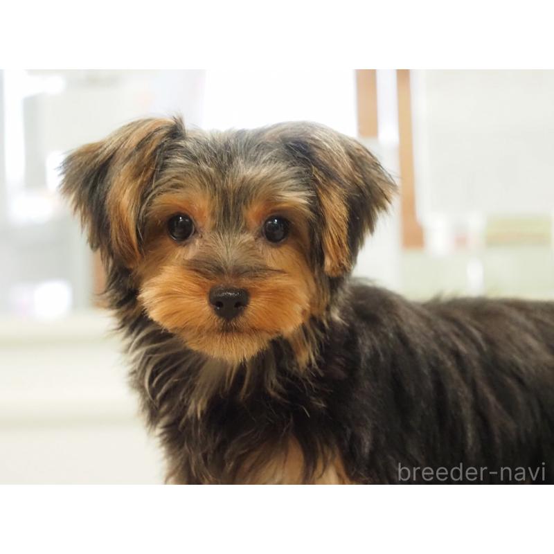 成約済の愛知県のヨークシャーテリア-425685の6枚目