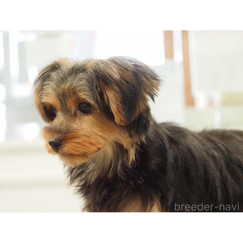 成約済の愛知県のヨークシャーテリア-425685の5枚目