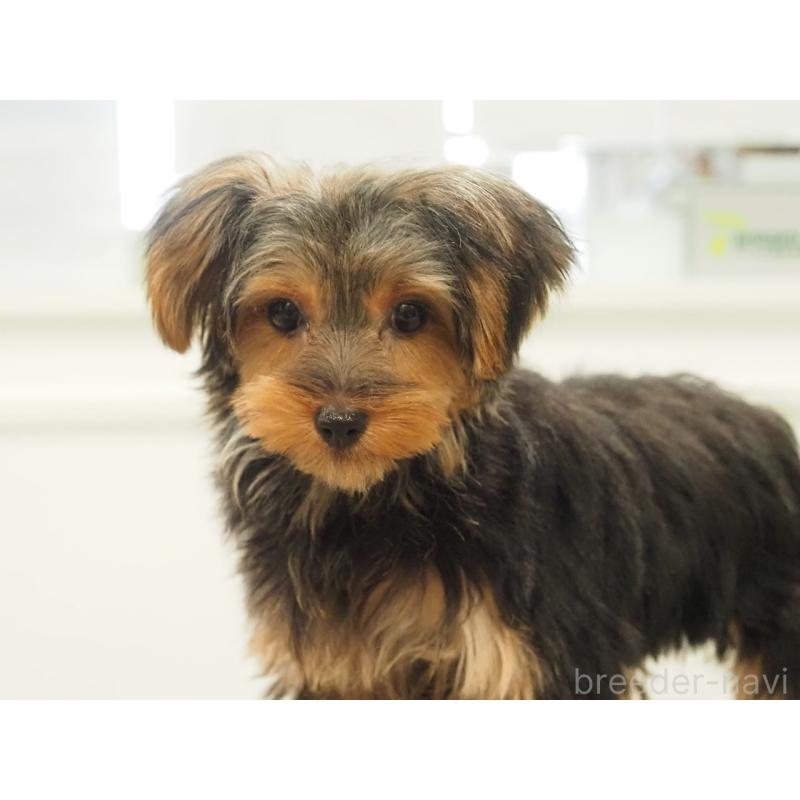成約済の愛知県のヨークシャーテリア-425685の3枚目