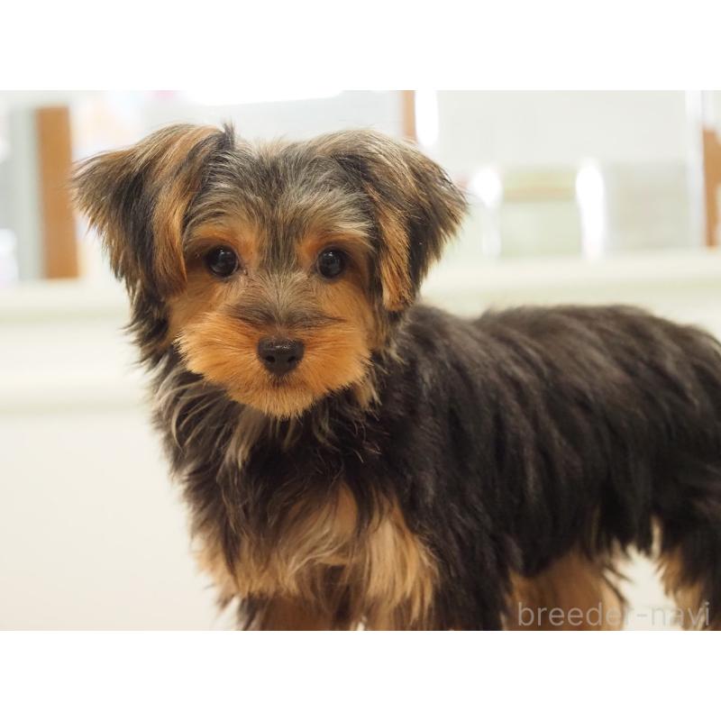 愛知県のヨークシャーテリア｜女の子・2025/07/23生まれ・スチール