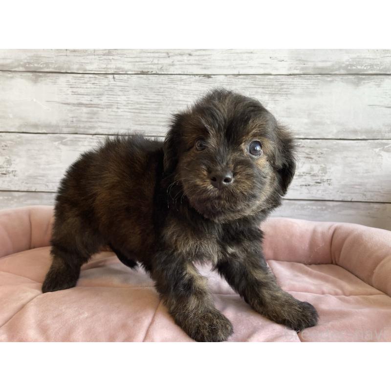 販売中の北海道のチワプー:チワワ×トイプードル-430767の5枚目