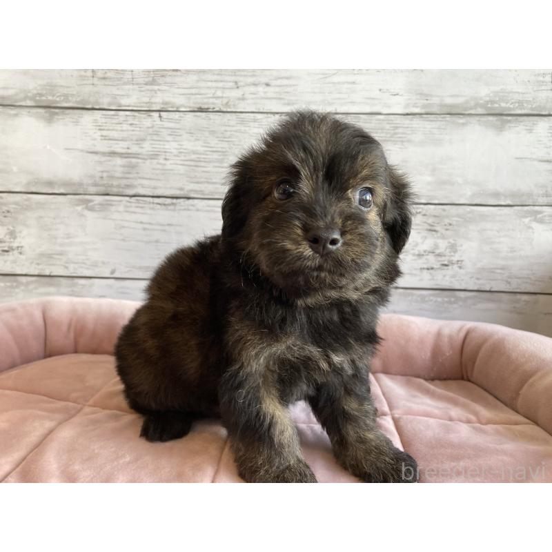 販売中の北海道のチワプー:チワワ×トイプードル-430767の4枚目