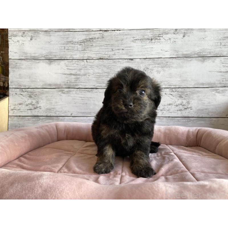 販売中の北海道のチワプー:チワワ×トイプードル-430767の3枚目