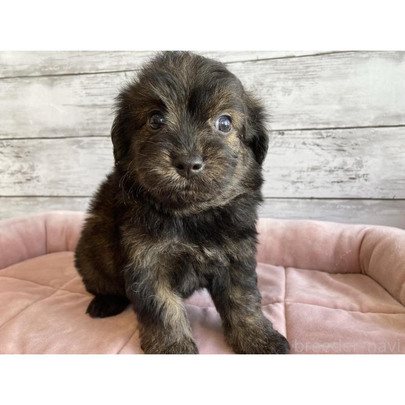 販売中の北海道のチワプー:チワワ×トイプードル-430767の2枚目