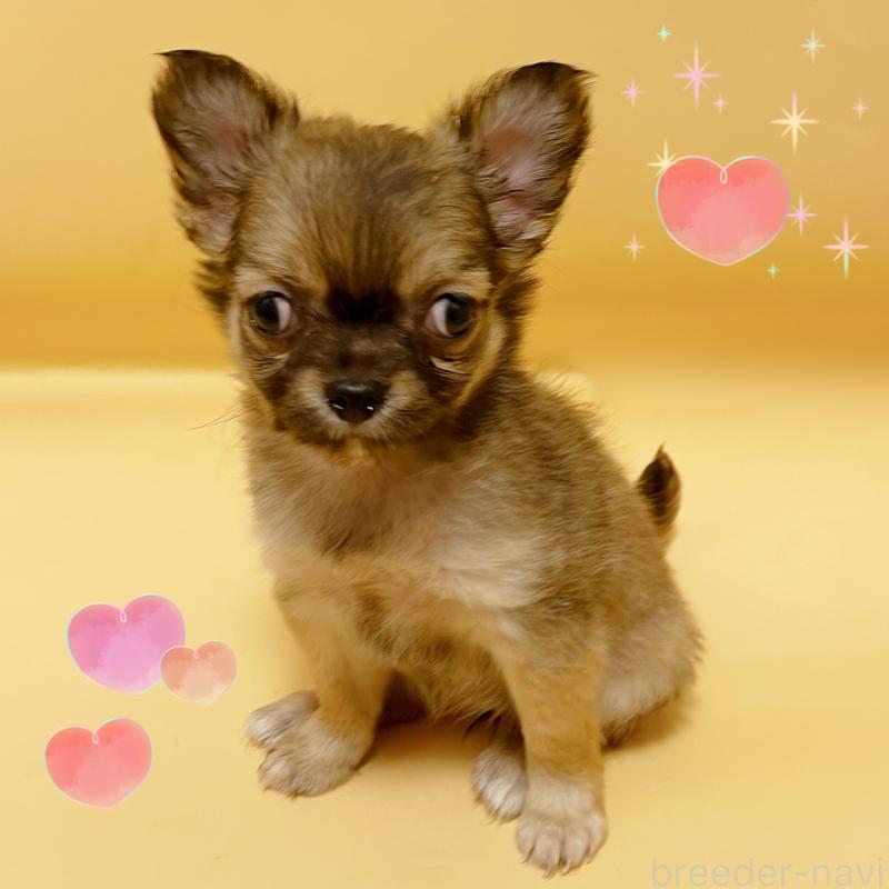 販売中の東京都のチワワ(ロングコート)-430766