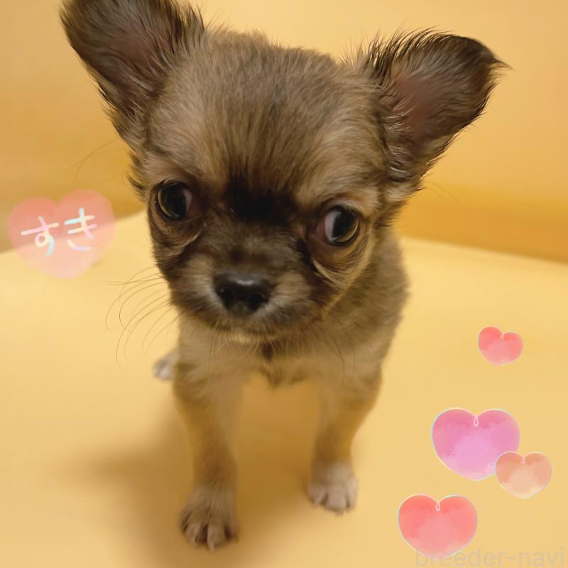 販売中の東京都のチワワ(ロングコート)-430766の6枚目