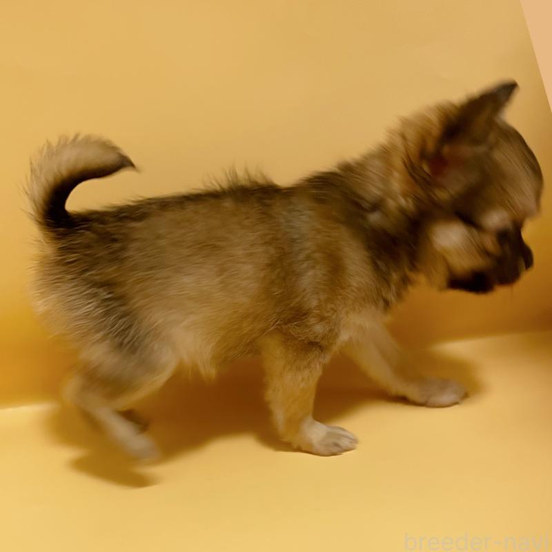 販売中の東京都のチワワ(ロングコート)-430766の5枚目