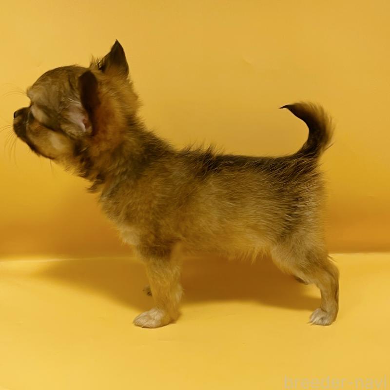 販売中の東京都のチワワ(ロングコート)-430766の4枚目