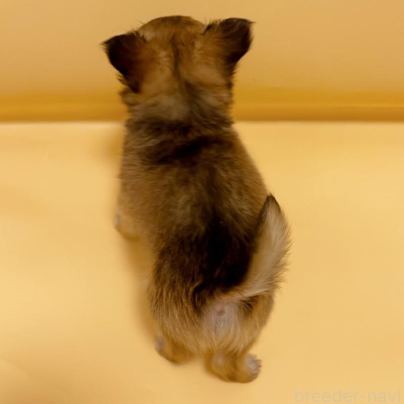 販売中の東京都のチワワ(ロングコート)-430766の3枚目