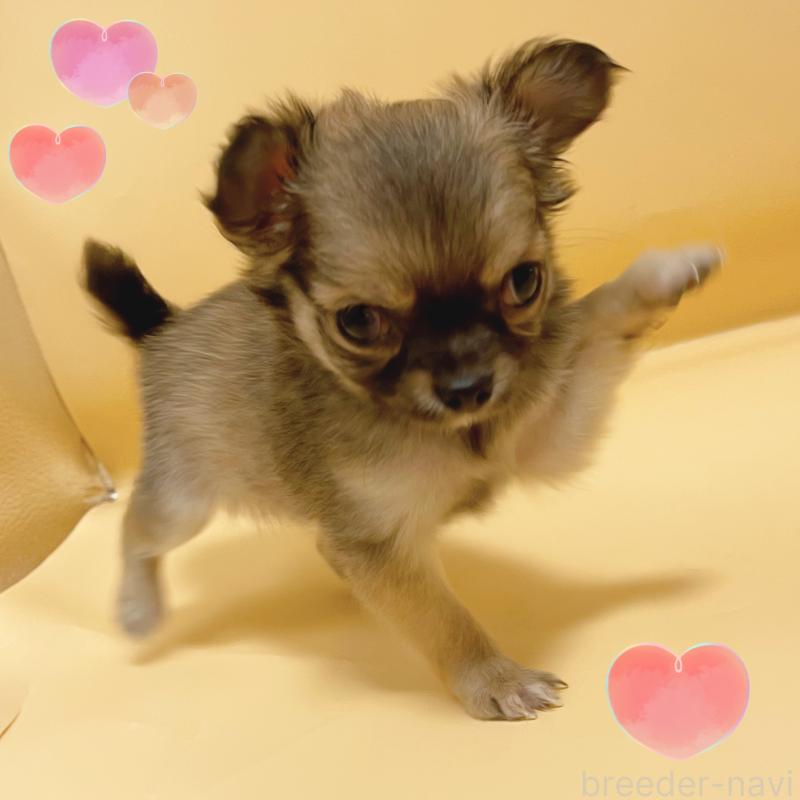 販売中の東京都のチワワ(ロングコート)-430766の2枚目