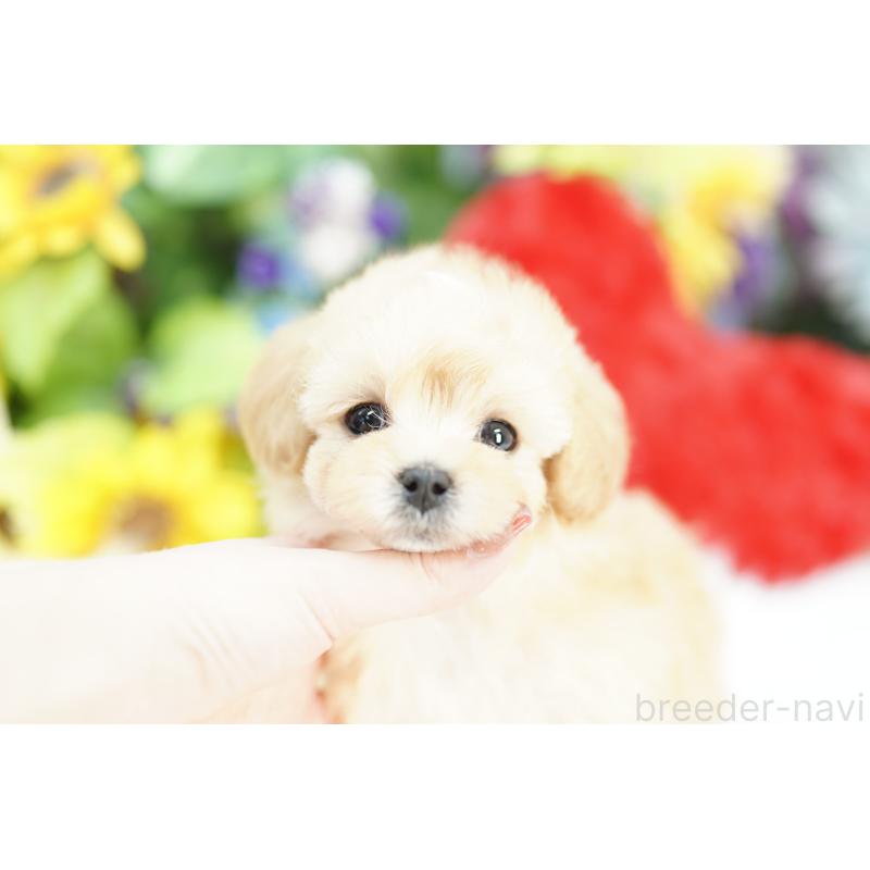 販売中の埼玉県のマルプー:マルチーズ×トイプードル-430768の4枚目