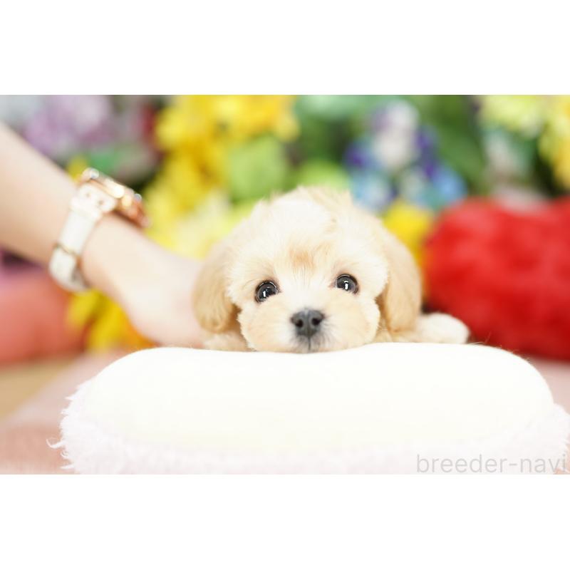 販売中の埼玉県のマルプー:マルチーズ×トイプードル-430768の3枚目