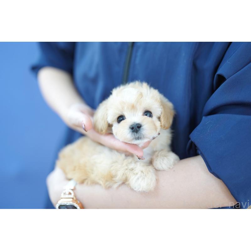 販売中の埼玉県のマルプー:マルチーズ×トイプードル-430768の2枚目