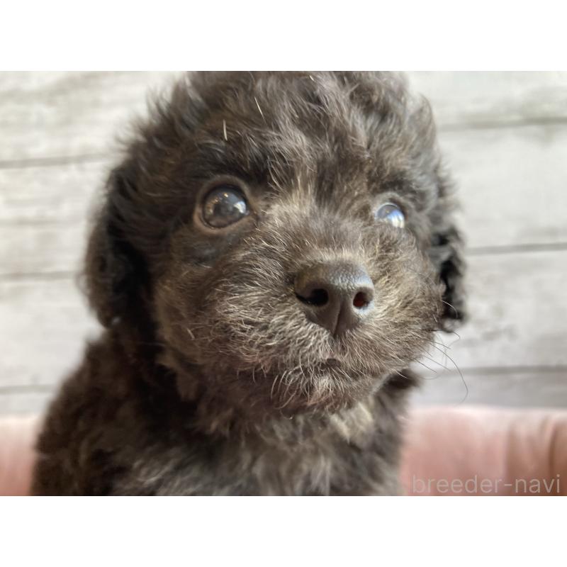 販売中の北海道のチワプー:チワワ×トイプードル-430769の5枚目