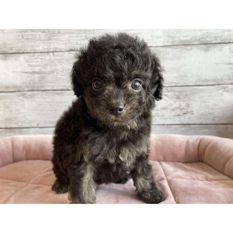 販売中の北海道のチワプー:チワワ×トイプードル-430769の4枚目