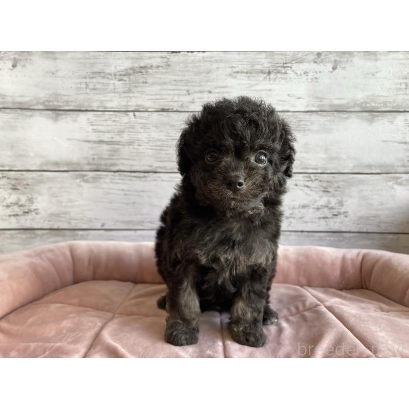 販売中の北海道のチワプー:チワワ×トイプードル-430769の3枚目