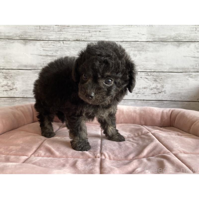 販売中の北海道のチワプー:チワワ×トイプードル-430769の2枚目