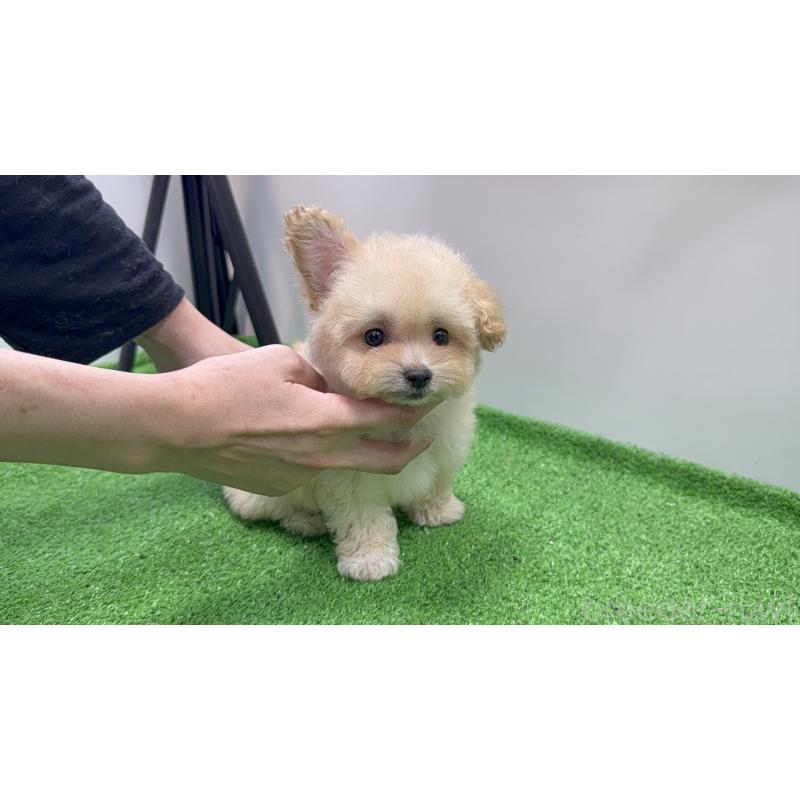 販売中の新潟県のマルプー:マルチーズ×トイプードル-430792の10枚目