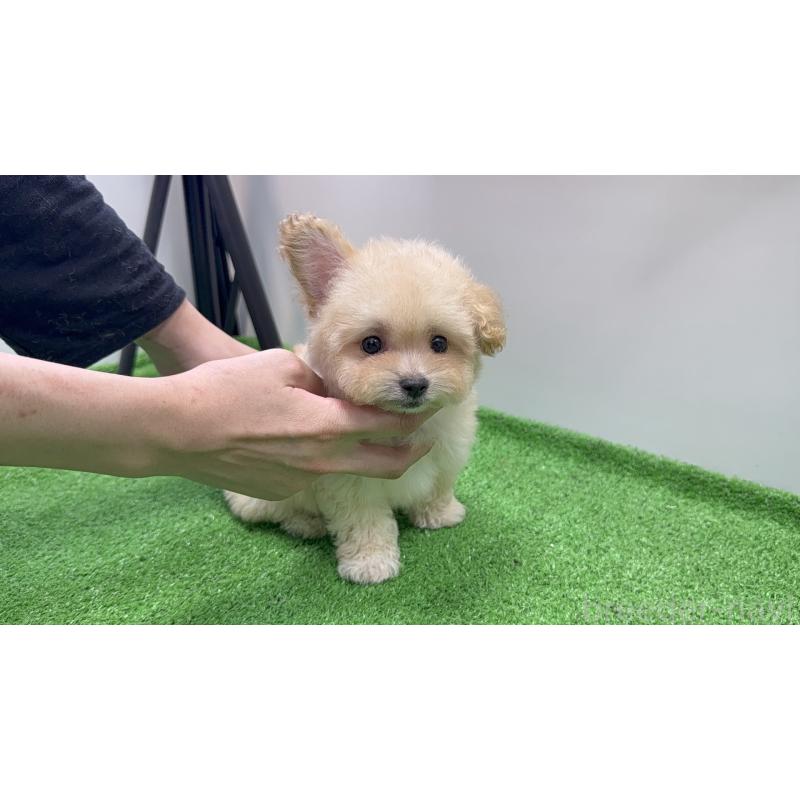 販売中の新潟県のマルプー:マルチーズ×トイプードル-430792の9枚目