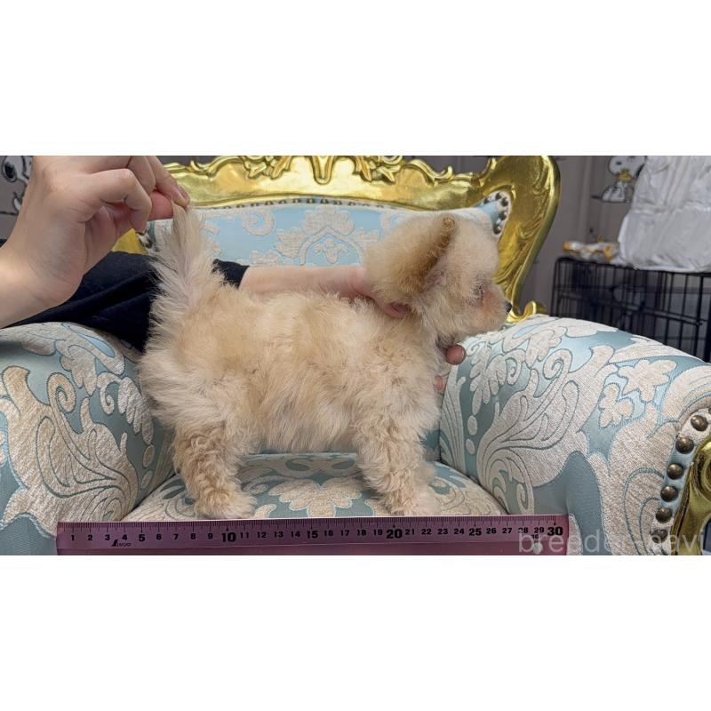 販売中の新潟県のマルプー:マルチーズ×トイプードル-430792の3枚目