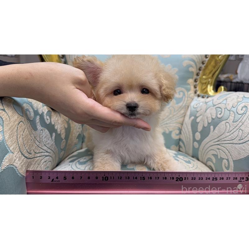 販売中の新潟県のマルプー:マルチーズ×トイプードル-430792の2枚目