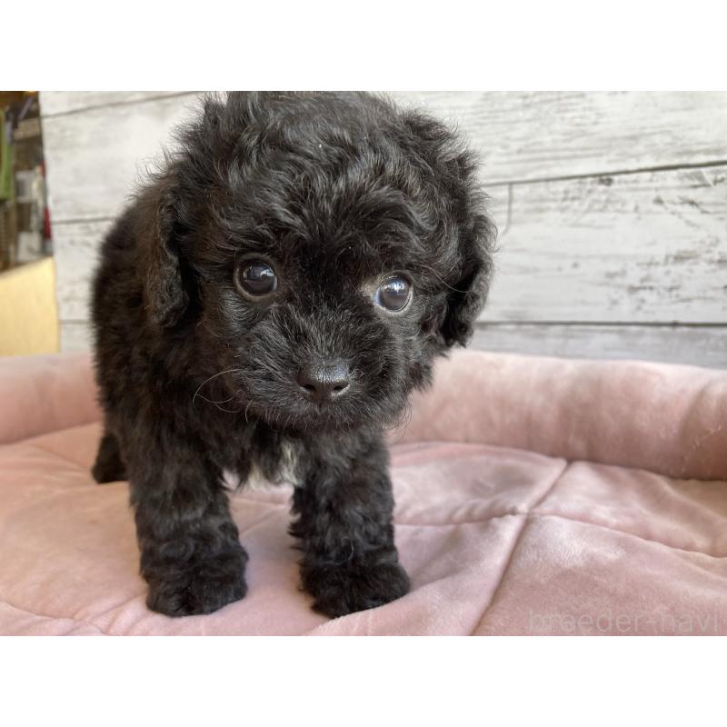 販売中の北海道のチワプー:チワワ×トイプードル-430770の6枚目