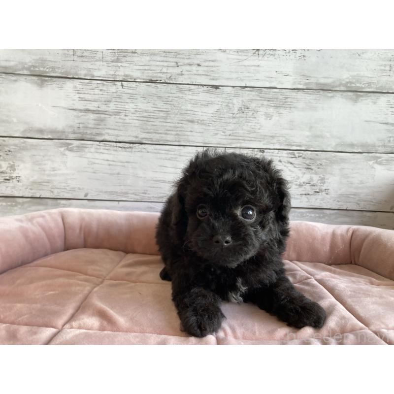 販売中の北海道のチワプー:チワワ×トイプードル-430770の5枚目