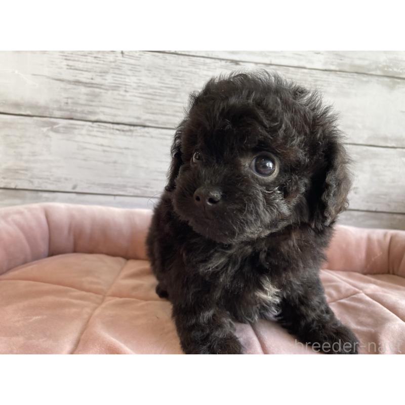 販売中の北海道のチワプー:チワワ×トイプードル-430770の4枚目