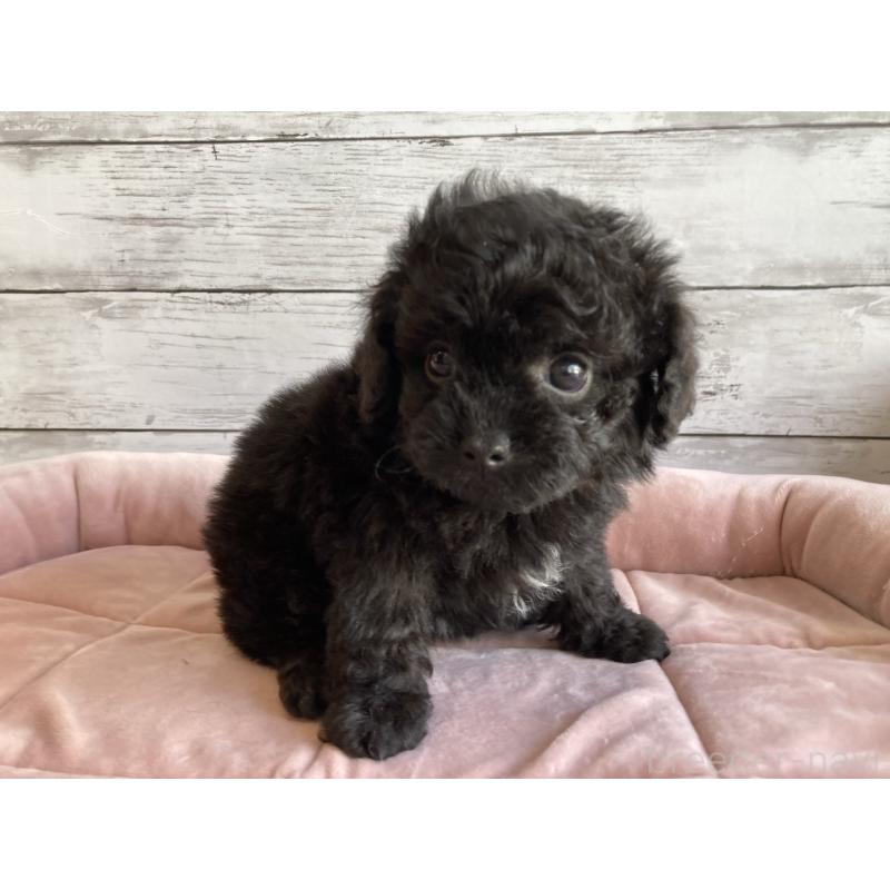 販売中の北海道のチワプー:チワワ×トイプードル-430770の3枚目