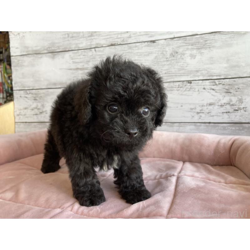 販売中の北海道のチワプー:チワワ×トイプードル-430770の2枚目