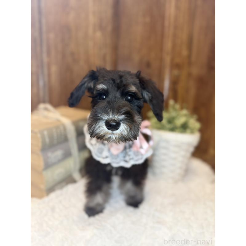 販売中の茨城県のミニチュアシュナウザー-418748の8枚目