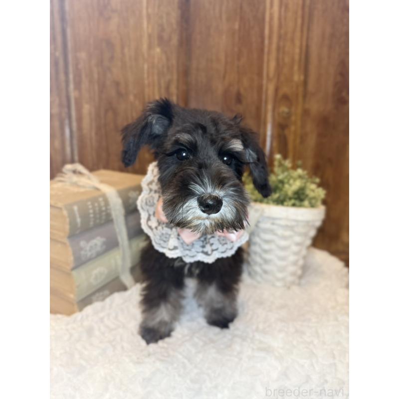 販売中の茨城県のミニチュアシュナウザー-418748の7枚目