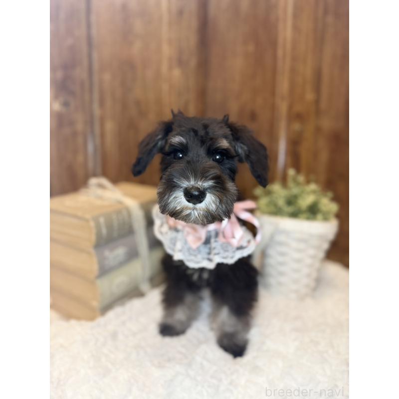 販売中の茨城県のミニチュアシュナウザー-418748の6枚目