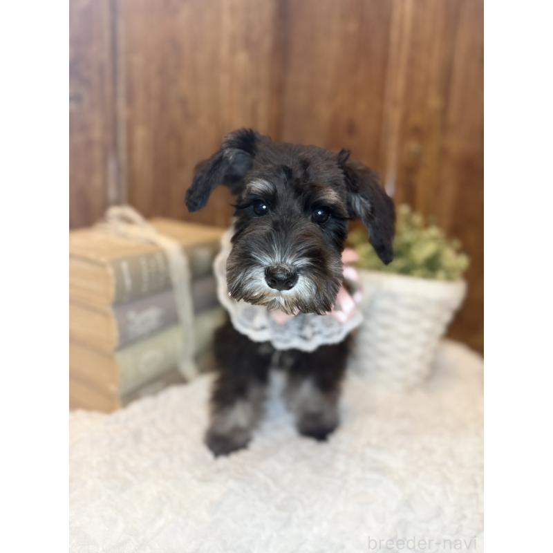 販売中の茨城県のミニチュアシュナウザー-418748の5枚目