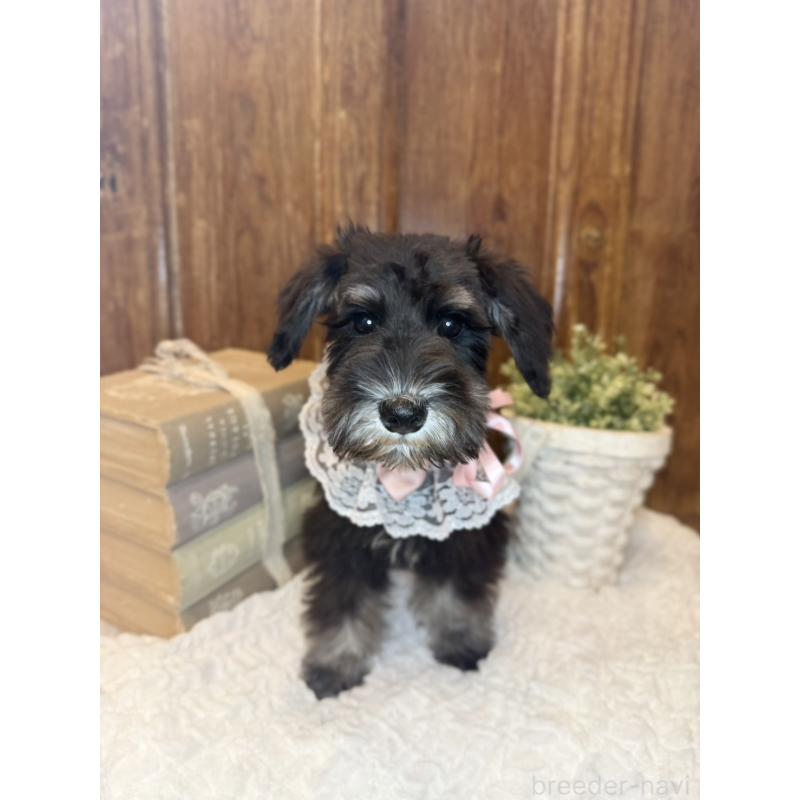 販売中の茨城県のミニチュアシュナウザー-418748の4枚目