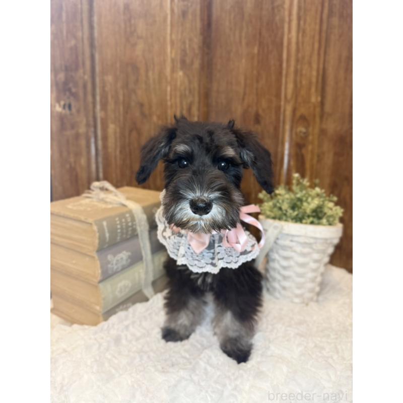 販売中の茨城県のミニチュアシュナウザー-418748の3枚目