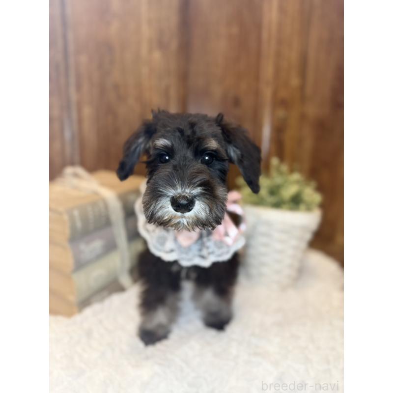 販売中の茨城県のミニチュアシュナウザー-418748の2枚目