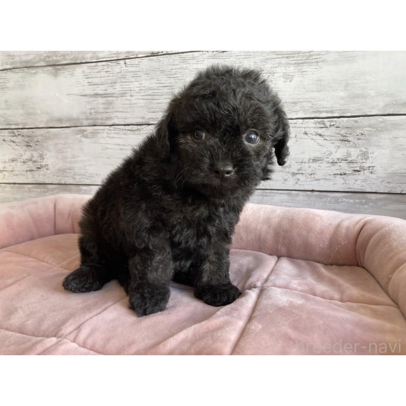 販売中の北海道のチワプー:チワワ×トイプードル-430772の5枚目